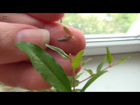 Видео: Прищипка растений - Как прищипывать растение