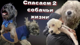 Как болонка и китайская хохлатая смогли выжить на улице одни? ВЕРНОВЦЫ-СПАСЕНИЕ ДВУХ собачьих ЖИЗНЕЙ