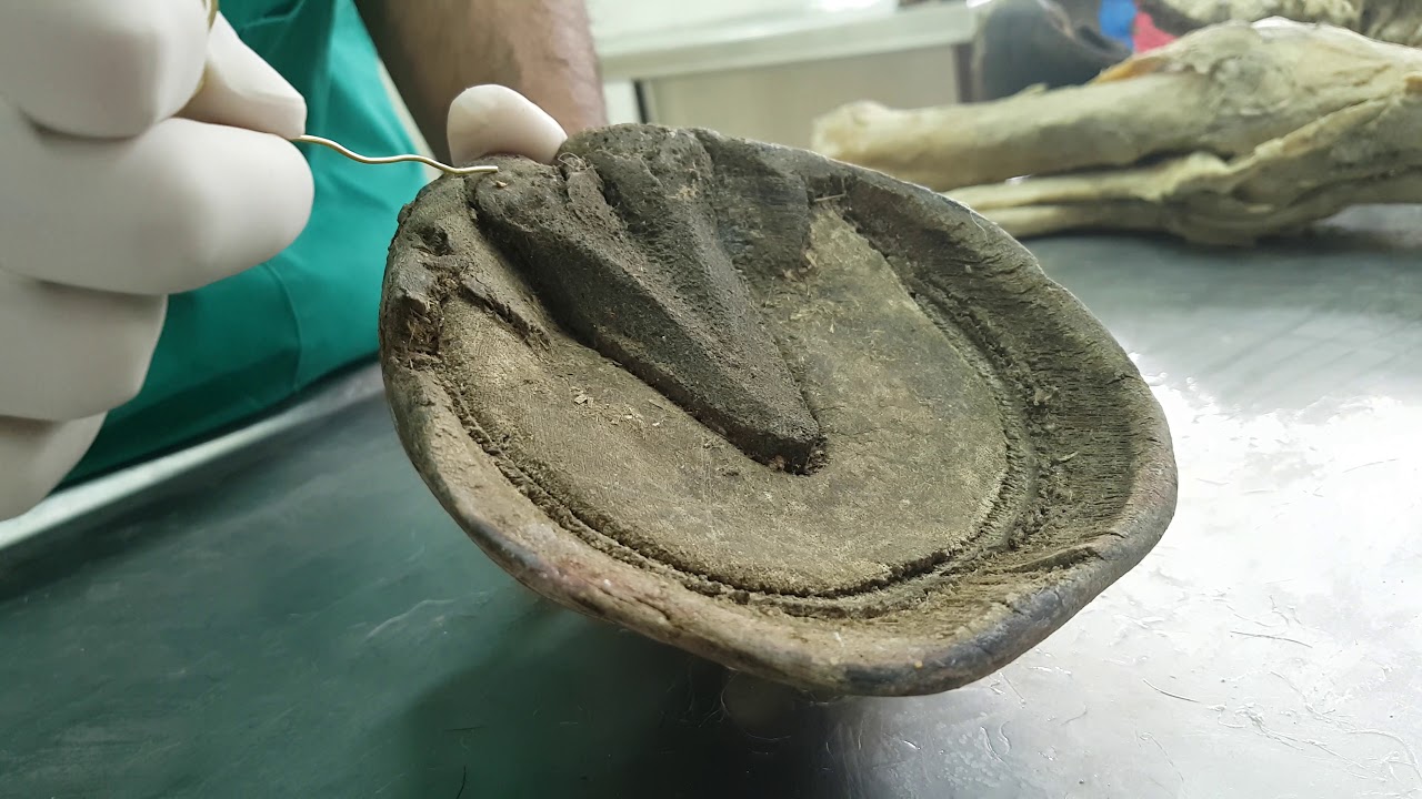 Anatomía - Casco del Equino