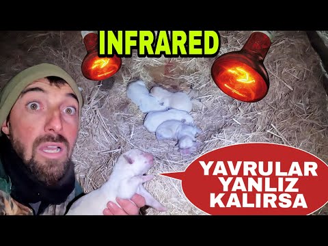 AYKIZ YAVRULARI TERK EDERSE~INFRARED LAMBA BAGLADIK~KEYİFLERİ YERİNDE