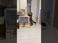 Cats 😹#cat