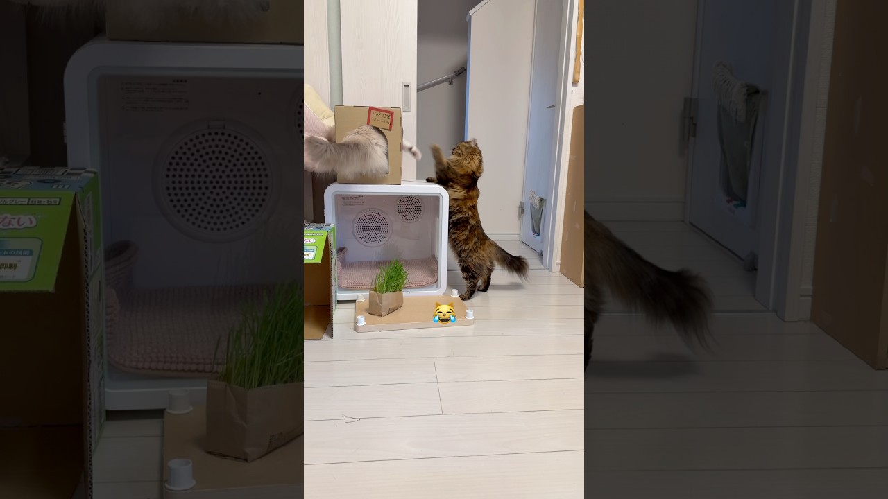 Cats 😹#cat