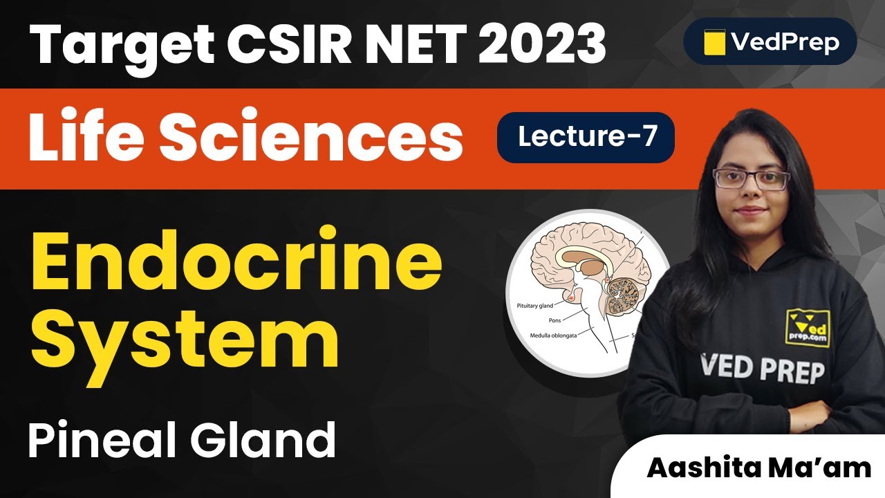 Pineal Gland | Endocrine System | CSIR NET 2023 Life Sciences | VedPrep Biology Academy