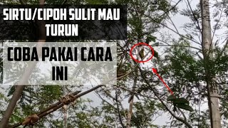 cara pikat burung sirtu / cipoh susah turun ||suara andalan jaya channel