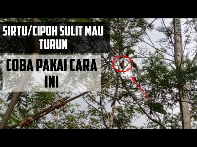 cara pikat burung sirtu / cipoh susah turun ||suara andalan jaya channel class=