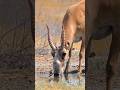 The deer’s thirst was broken by the hunter’s arrow.#shorts #viralvideo #tending