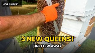 3 NEW Queens... Two get marked....but One flew the coop! 🐝