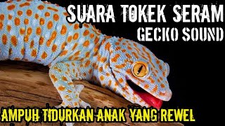 SUARA TOKEK, SUARA TOKEK PENGANTAR TIDUR, SUARA TOKEK ASLI, GECKO SOUND screenshot 3