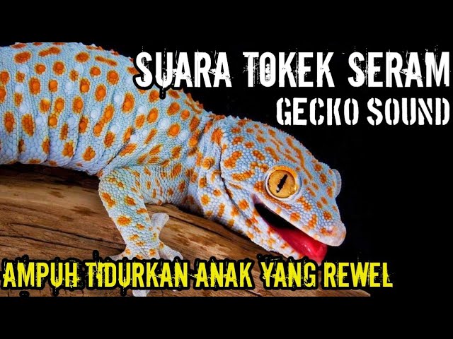 SUARA TOKEK, SUARA TOKEK PENGANTAR TIDUR, SUARA TOKEK ASLI, GECKO SOUND class=