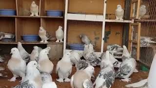 Taklacı Güvercinler Tumbler Pigeons