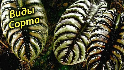 Разнообразие Алоказий! Виды и сорта Алоказий  для выращивания дома!