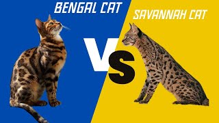 Bengal Cat vs Savannah Cat: The Battle of the Felines Unfolds! by Animal Sector 281 views 3 months ago 3 minutes, 56 seconds