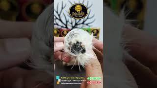 Kasturi Khalifah Production