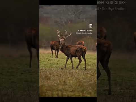 Red Stag. #Deer