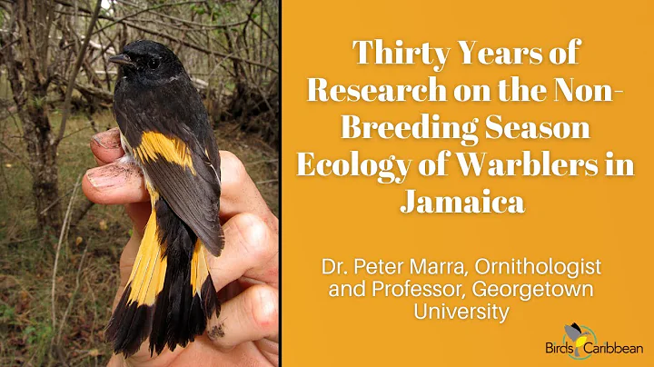 Thirty Years of Research on the Non-breeding Season Ecology of Warblers in Jamaica