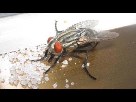 Надоели мухи? Как избавиться от мух? Все способы борьбы с мухами.