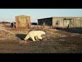 Белый медведь  Камчатка  Поселок Корф