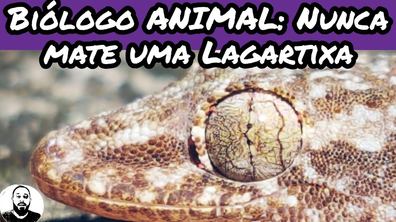 Biologo ANIMAL: Nunca mate uma lagartixa, ela nos protege contra aranhas e escorpiões.