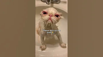 We Will Miss You Cats 