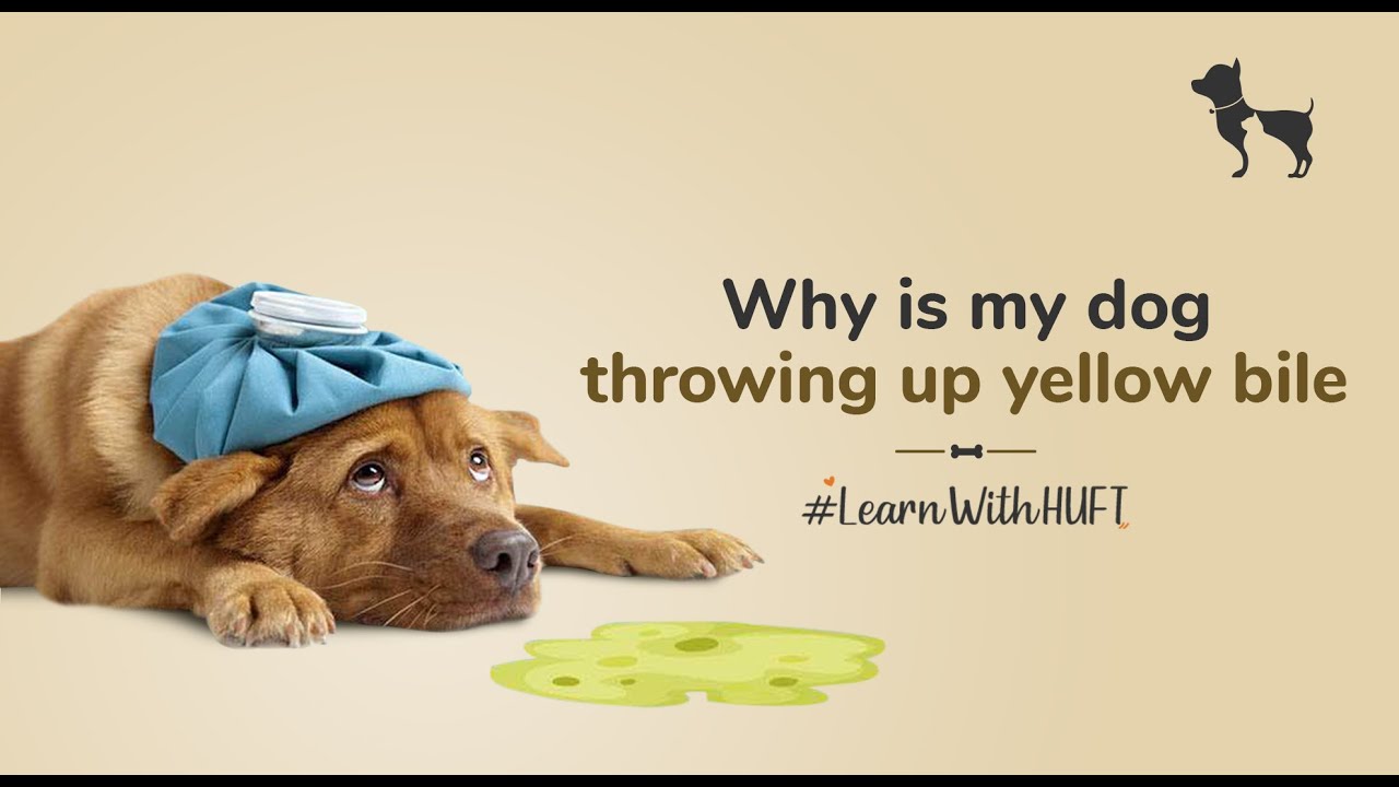 what should i do when my dog vomits