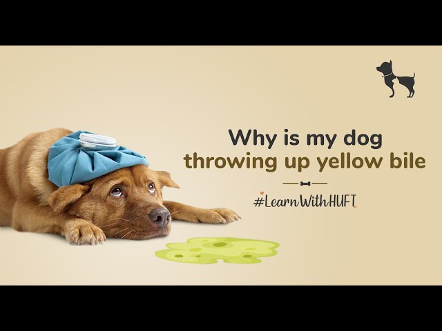 why is my dog throwing up yellow liquid and white foam