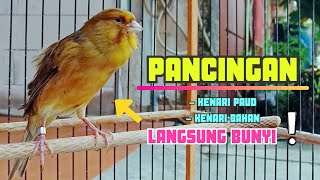 Suara PANCINGAN KENARI Paud Belajar Bunyi Ngeriwik || Masteran KENARI Paud || Part 152