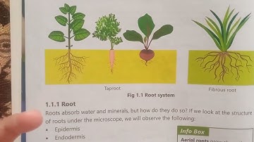 afaq sun series class 7 unit no 1 plant system pg no 2 and 3 reading with explanation