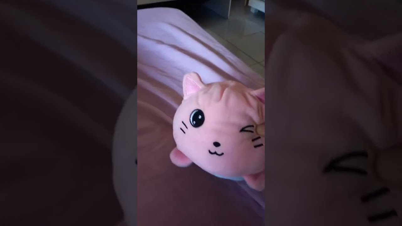 Hi I Am A Cat YouTube Hi I Am A Cat YouTube
