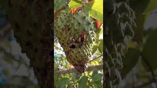 como combater a borboleta que ataca as graviola