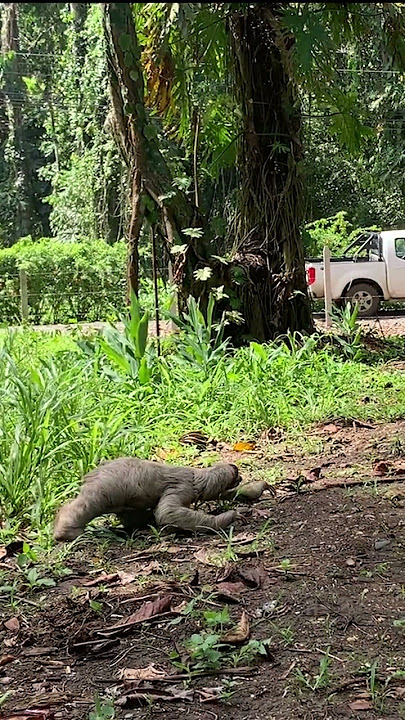 🦥The Speed of a Sloth!