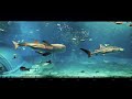 Best Relaxing Whale Sharks Okinawa Churaumi Aquarium 1 Hour