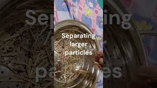 Mustard Seeds Harvest 2023. Conroe, Tx.