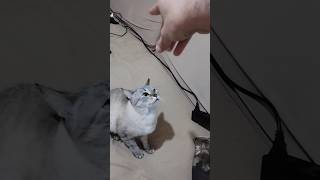 Não é gato, é a massacote do canal!
