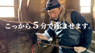 Veterinarian assists with Wagyu dystocia