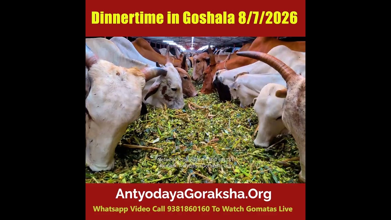 [08 Jul 2026] Evening Meal of Green Grass to Cows in Goshala