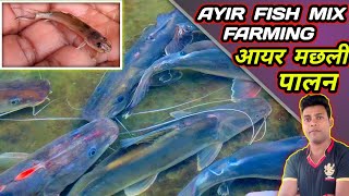 आयर मछली पालन | ayir fish mix fish farming method | ir Machali ka feeding kya hai/Machali ka growth