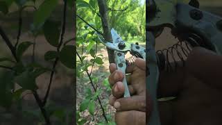 Prune Your Plum Tree the Right Way 🍑 | Boost Fruit Growth Fast! 🌿🔥#plumtree #pruning #plumpruning