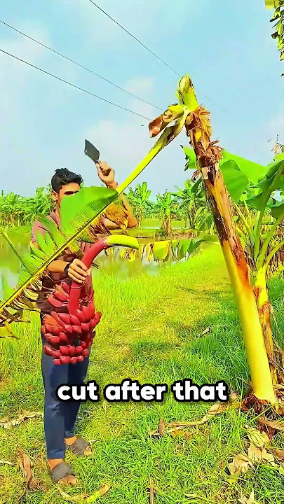 This Is Why Banana Trees Are CUT DOWN