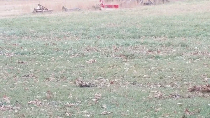 My German Shepherd and coyote