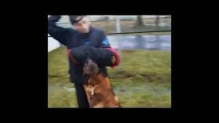 K9 Axl-Bite Work
