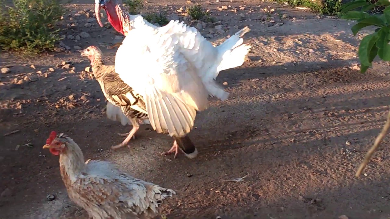 Peru branco acasalando .. peru de roda - reprodução dos perus.