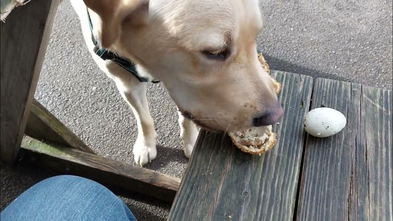 Labrador sees scotch egg for the first time YouTube
