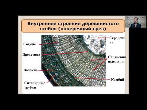 Строение стебля 6 класс