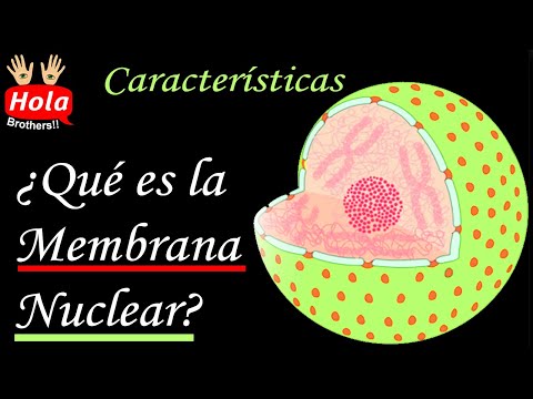 Video: ¿Cómo se llama cuando la membrana nuclear desaparece de la vista?