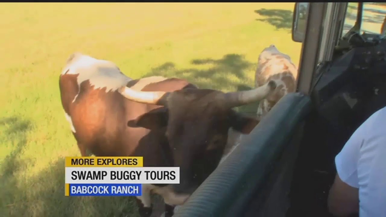 babcock ranch swamp buggy tours