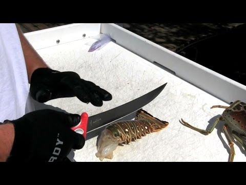 bubba's-9"-stiff-vs.-spiny-lobster-|-ucf's-ryan-hullihan-review