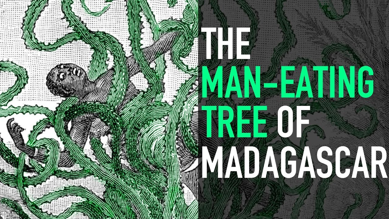 Download The Man-Eating Tree of Madagascar