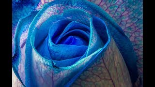 Creative Flower Macro Photography With Roses Pt.1 - MacroWorld