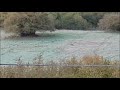 Lupi a Gorfigliano nei pressi del Paese, avvistamento del 18 Ottobre 2017