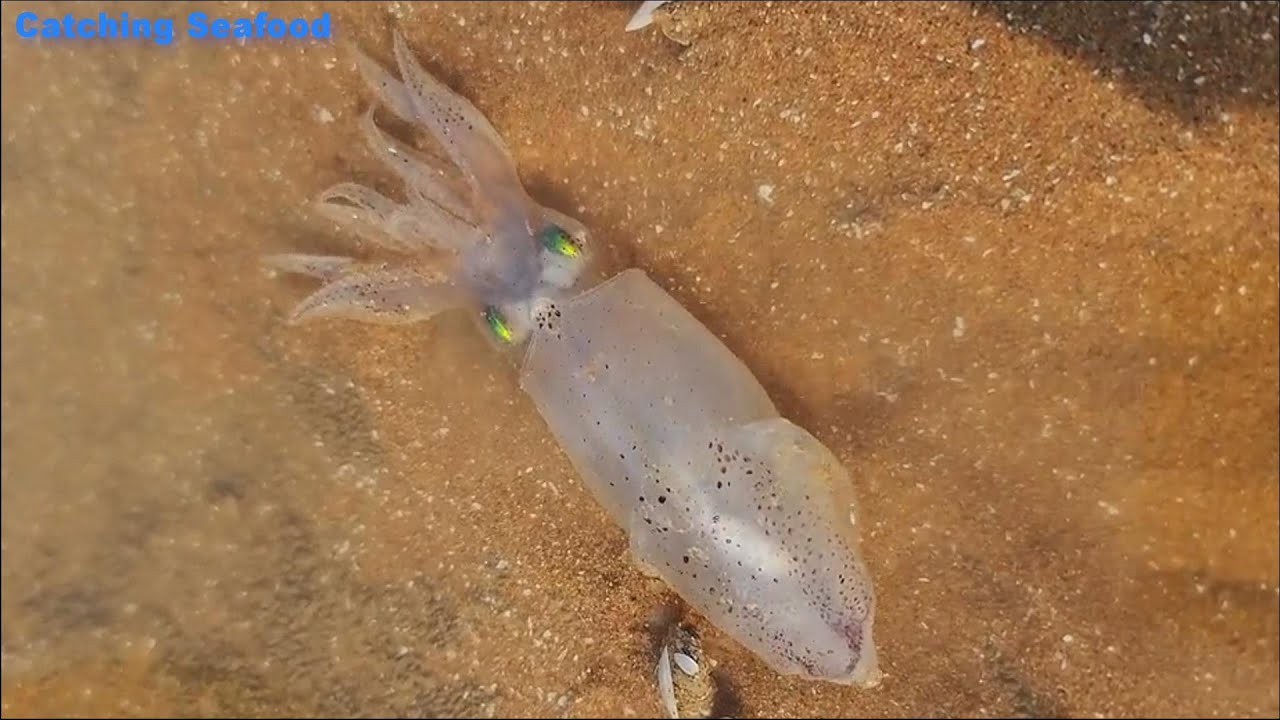 Catching Seafood Go catch fresh seafood, shrimp, crab, fish, squid